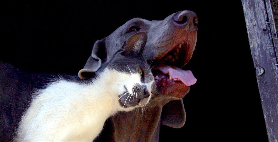 Why we started CleverPet