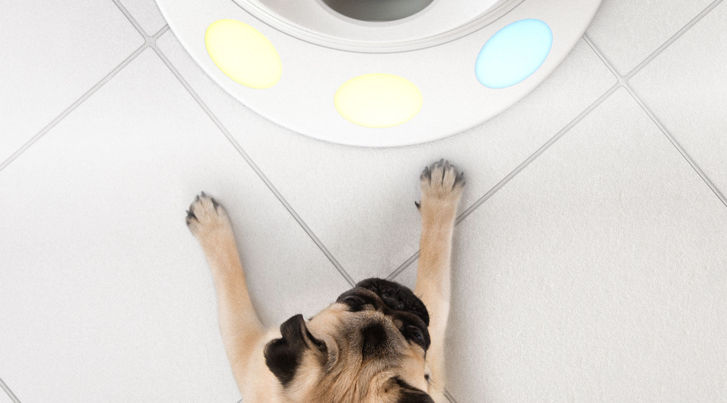 CleverPet  Exercise your pet's mind + body