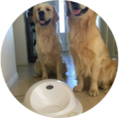 CleverPet  Exercise your pet's mind + body