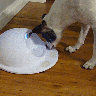 Treat Tower GIF - Treat Tower Dog - Discover & Share GIFs