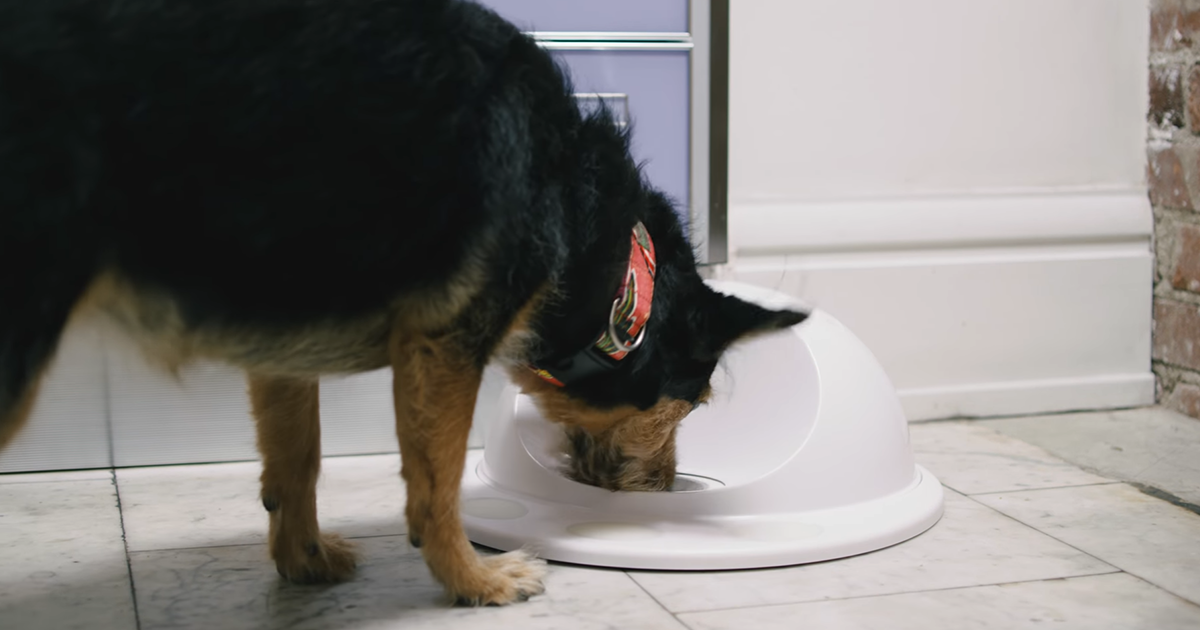 CleverPet | Exercise your pet's mind + body